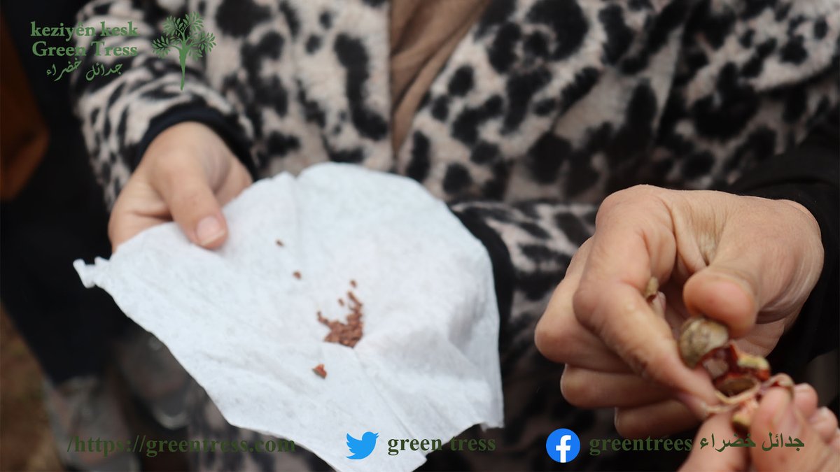 tress_green's tweet photo. #kurdî #العربية #Englsh
https://t.co/Xp0QWXpjj7
LI BAJARÊ QAMIŞLO PERWERDE JI 79 MAMOSTEYÊN JÎNGEHÎ RE HATE DAYIN
تدريب  79 مدرس/ة في مجال البيئة في مدينة قامشلو
Training of 79 environmental teachers in the city of Qamishlo https://t.co/EoP4c21oHo