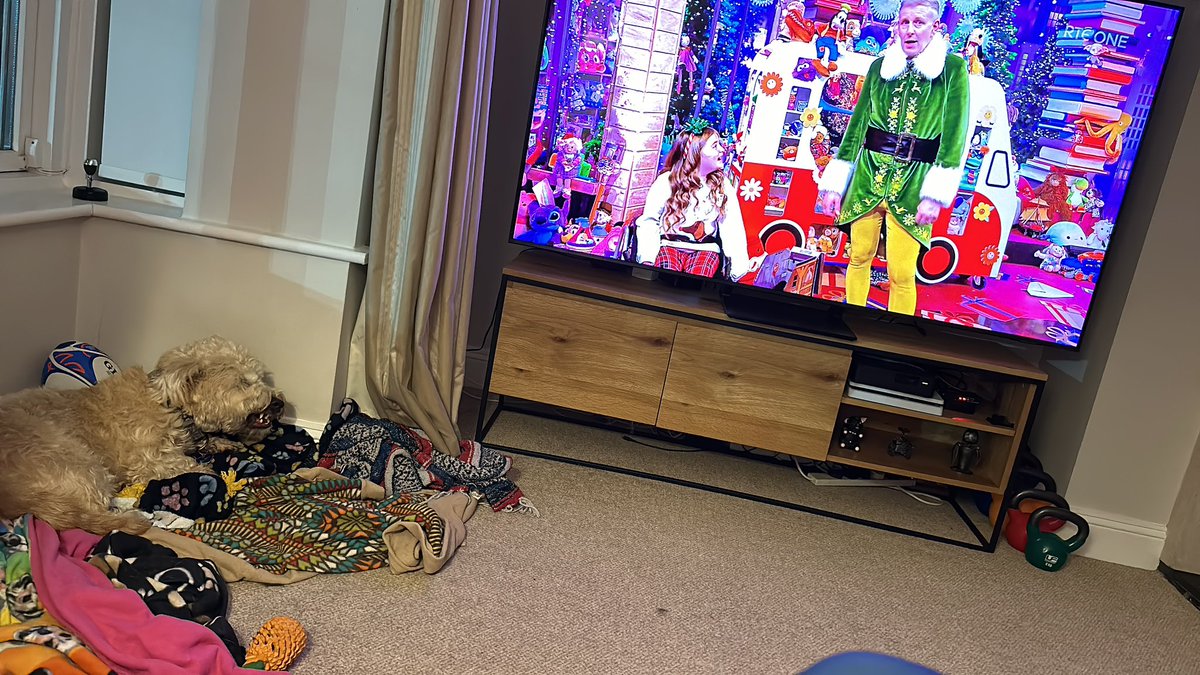 mtm686's tweet photo. .@dublingrowndog  watching #LateLateToyShow with Freya winning a trip to France for a life changing show jumping experience! https://t.co/3QAdYbHAid