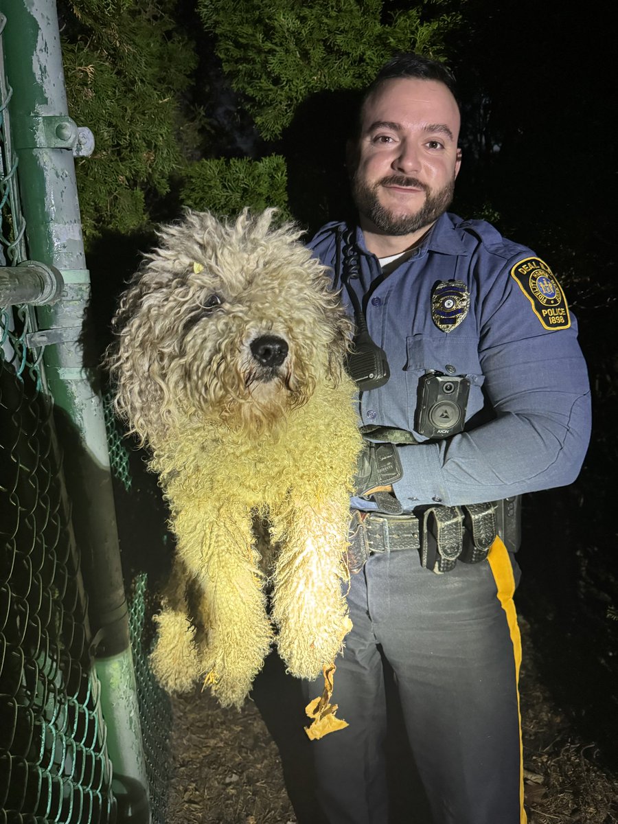 Does anyone know me?  I have been roaming the area of Deal for a few hours and was finally rescued by these nice Deal Officers.  Please share and send my owners to Deal PD to bail me out!
