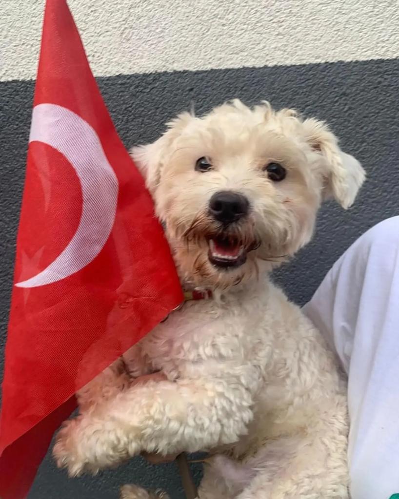 Sokağa terk edildi! 🥺
terrier  cinsi küçük ırk 
•4 yaşında
•Erkek-Kısır
•Wc eğitimi var

İnstagram @eddayim 

#SokakHayvanlarıSahipsizDeğil 
#öğretmenlergünü #istanbul