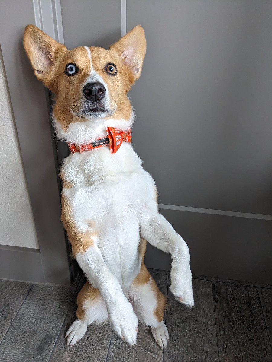 I hope everypawdy that celebrates had a great thanksgiving! Mom got me a Little Turkey collar and bowtie because I'm her little turkey 😋🍗 #CorgiCrew #Corgi #HappyThanksgiving #thanksgiving2023