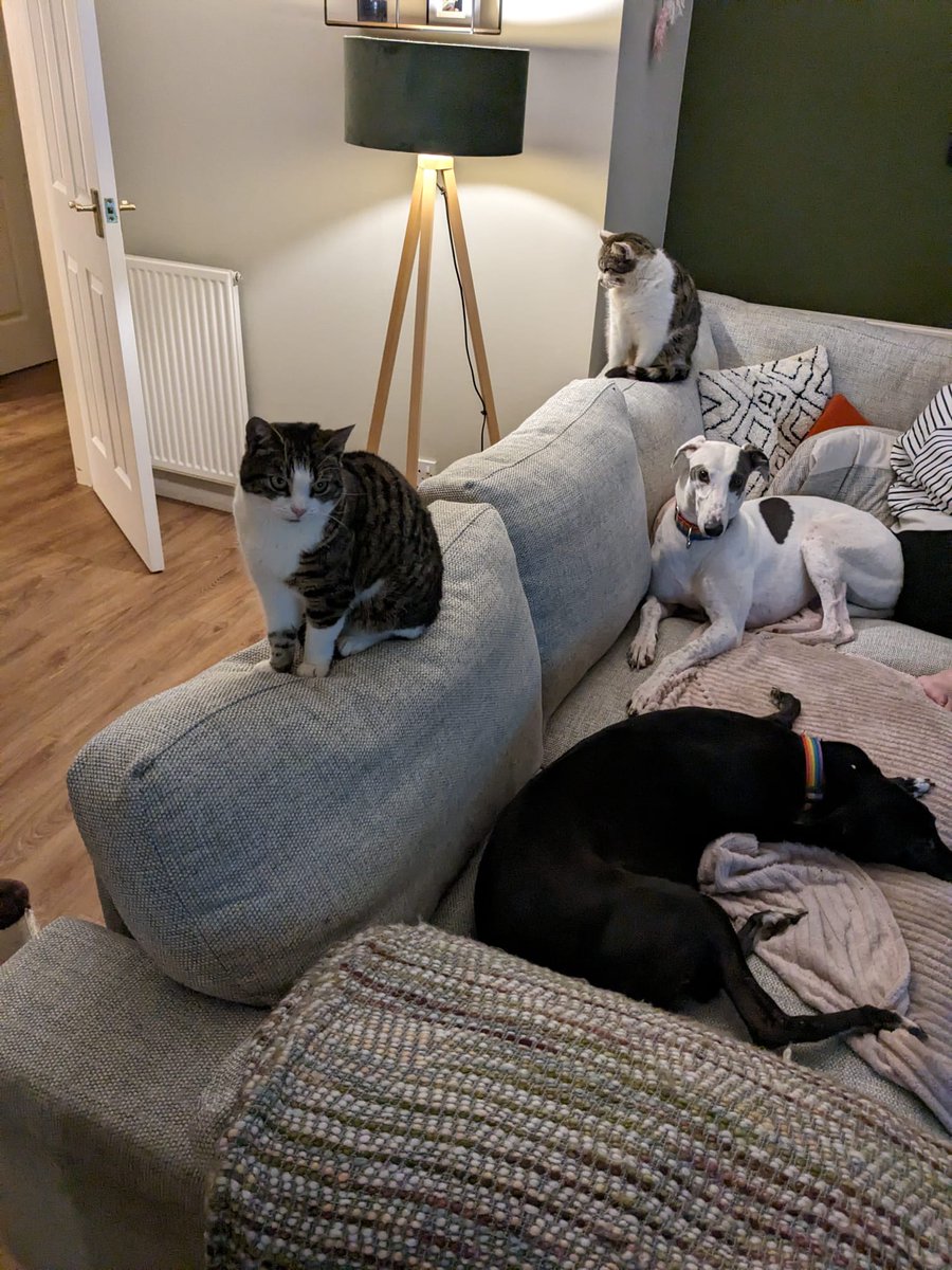 Fasil Balti tweet media