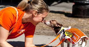 dogsavipuppy's tweet photo. #39canimals The ASPCA (American Society for the Prevention of Cruelty to Animals®) has been at the forefront of  fighting cruelty, rescuing and securing adoptions for animals in need, and driving significant legislative change that protects their lives and welfare https://t.co/aL2ihWrURX