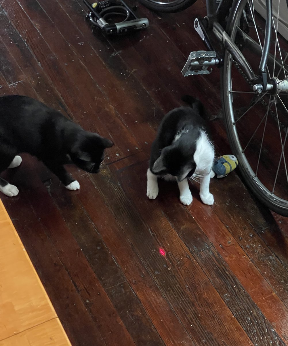 boygrrI's tweet image. so called "free thinkers" when they see a red dot