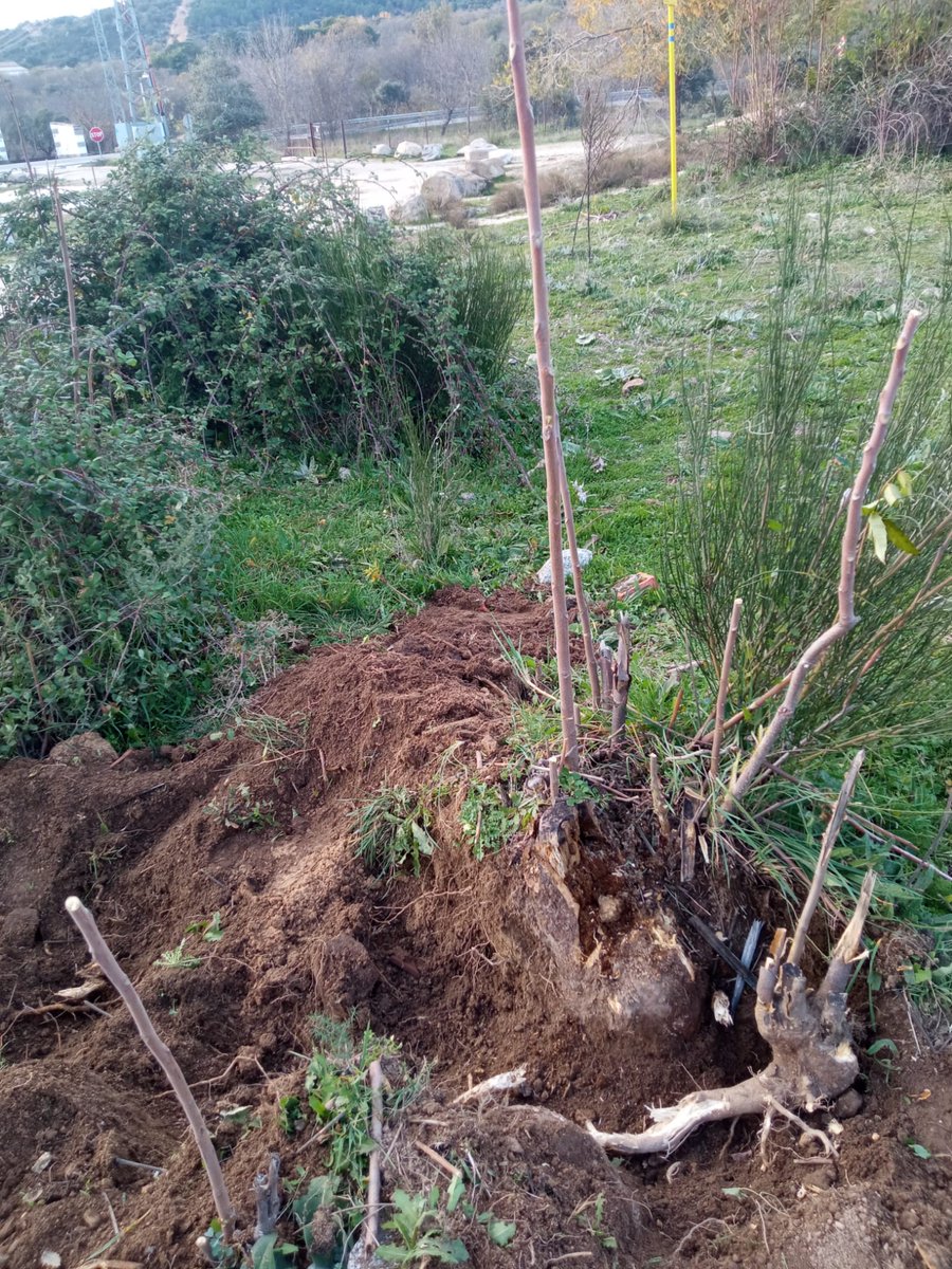 arbacebollera's tweet photo. El pasado domingo 12/11 un grupo de voluntarios colaboraron en la eliminación de un árbol invasor presente en parques y calles de #Moralzarzal y, lamentablemente, también en vías pecuarias y montes del término municipal: el ailanto (Ailanthus altissima)
@InvaPlant #stopinvasoras https://t.co/VDgdVB67My
