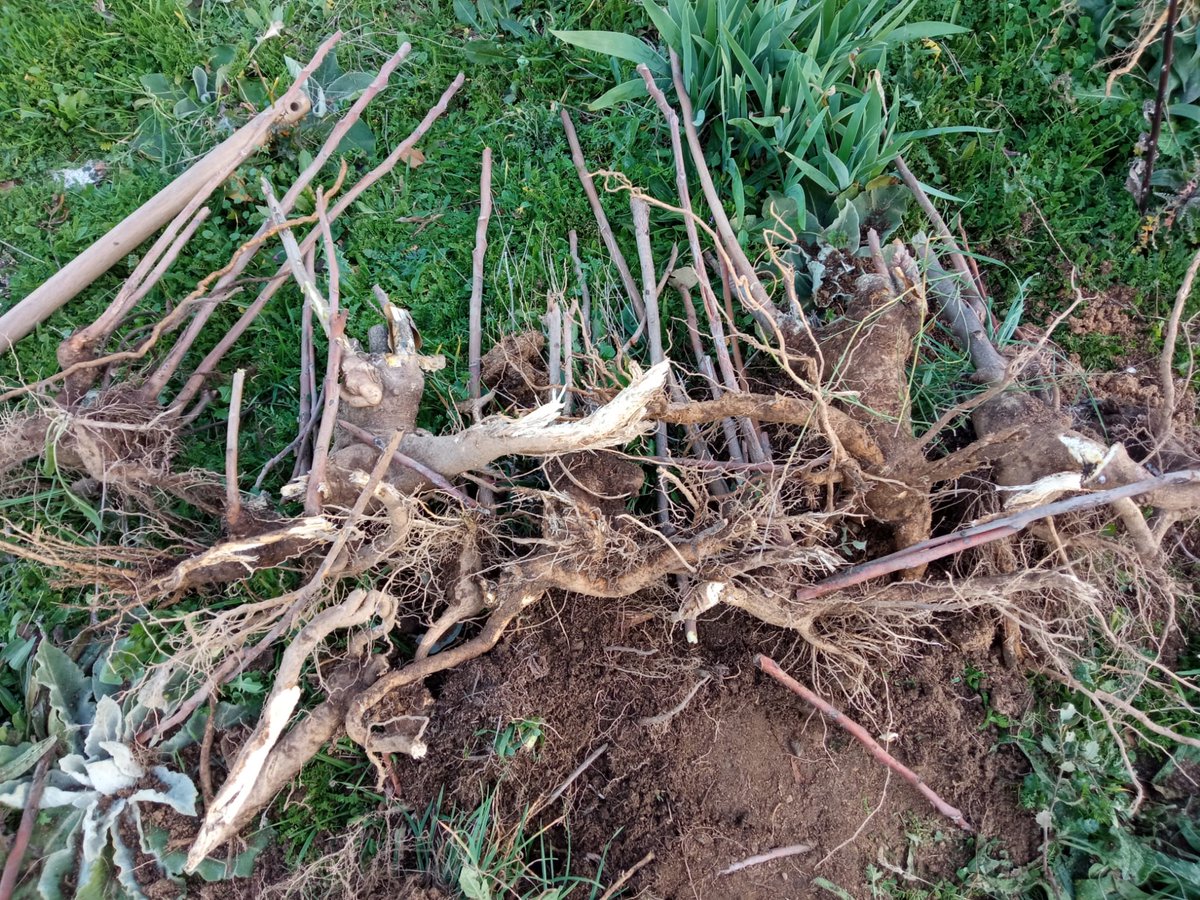 arbacebollera's tweet photo. El pasado domingo 12/11 un grupo de voluntarios colaboraron en la eliminación de un árbol invasor presente en parques y calles de #Moralzarzal y, lamentablemente, también en vías pecuarias y montes del término municipal: el ailanto (Ailanthus altissima)
@InvaPlant #stopinvasoras https://t.co/VDgdVB67My