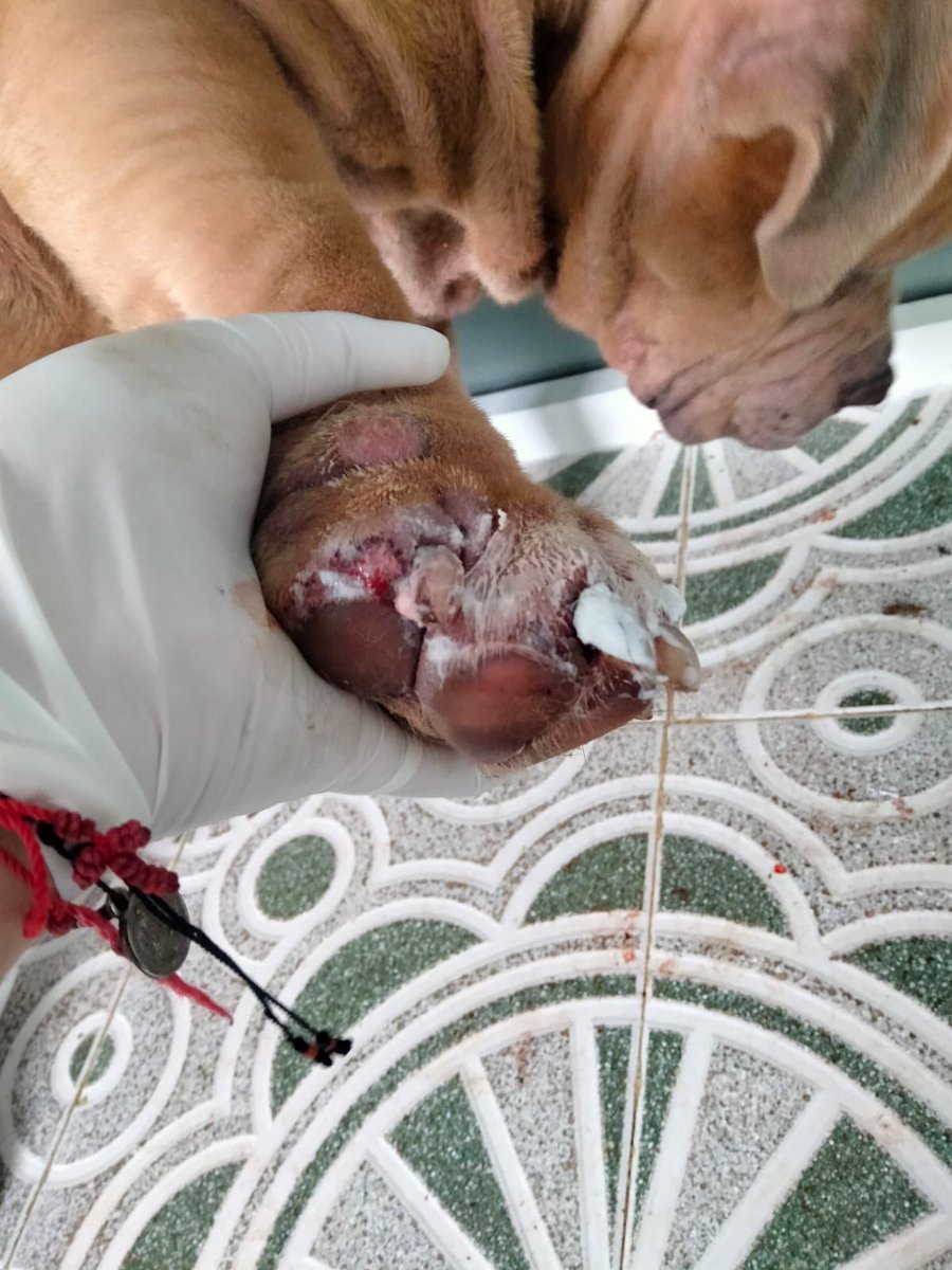Amigos estuvimos difundiendo mucho al gordito Bono para conseguirle Hogar Temporal pero no tuvimos suerte🙁
La Dra nos comentó que ayer se lastimó porque se desesperó ya de estar en jaulita.
Hoy lo mandaremos a pensión.
Necesitamos juntar $3000  😭
¿Nos ayudan por fa ? 🙏🏼