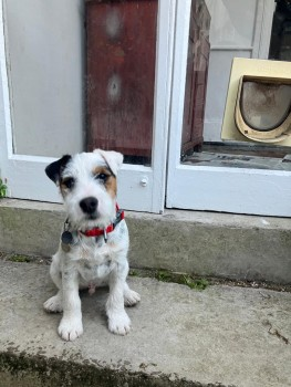 🆘23 NOV 2023 #Lost OTTO #ScanMe #Tagged
White /Black Markings Parson Russell Terrier Male
#Frognal #Hampstead North West #London  
Borough of Camden #NW3 #NW5 doglost.co.uk/dog-blog.php?d…