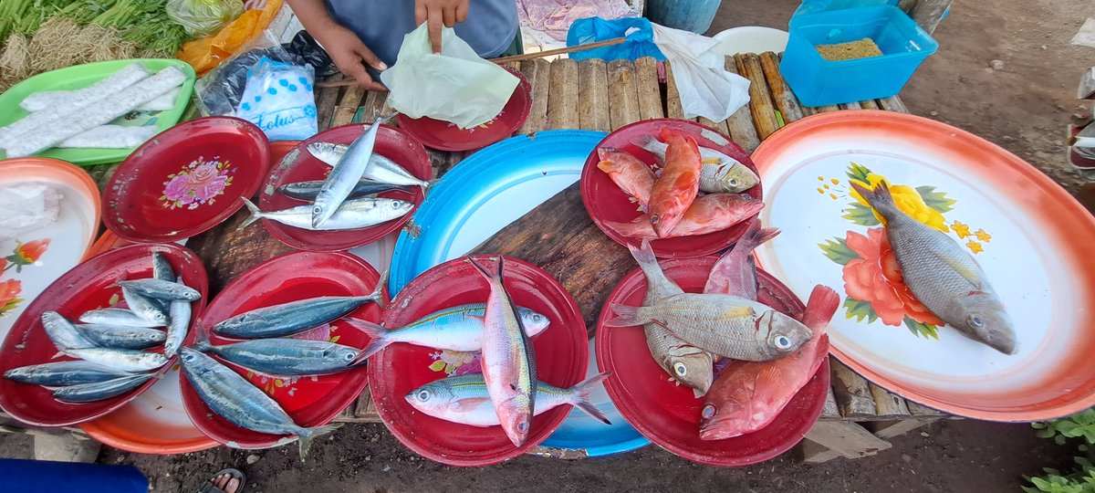 YohMariaVianei's tweet photo. Senin (20/11), Yoh Maria  Vianei Keni Bolen, Luhkan Flores Timur, di Pemasar Ikan An. Wanipa, asal Desa Waiburak, Kec. Adonara Timur, mendata produksi campuran ikan layang dan ikan dasar, sebanyak 40 kg, harga Rp. 15.000-35.000/Kg
#GiatLuhkanSatminkalGondol 
#Flotim #produksi https://t.co/r0fCi8qaLx