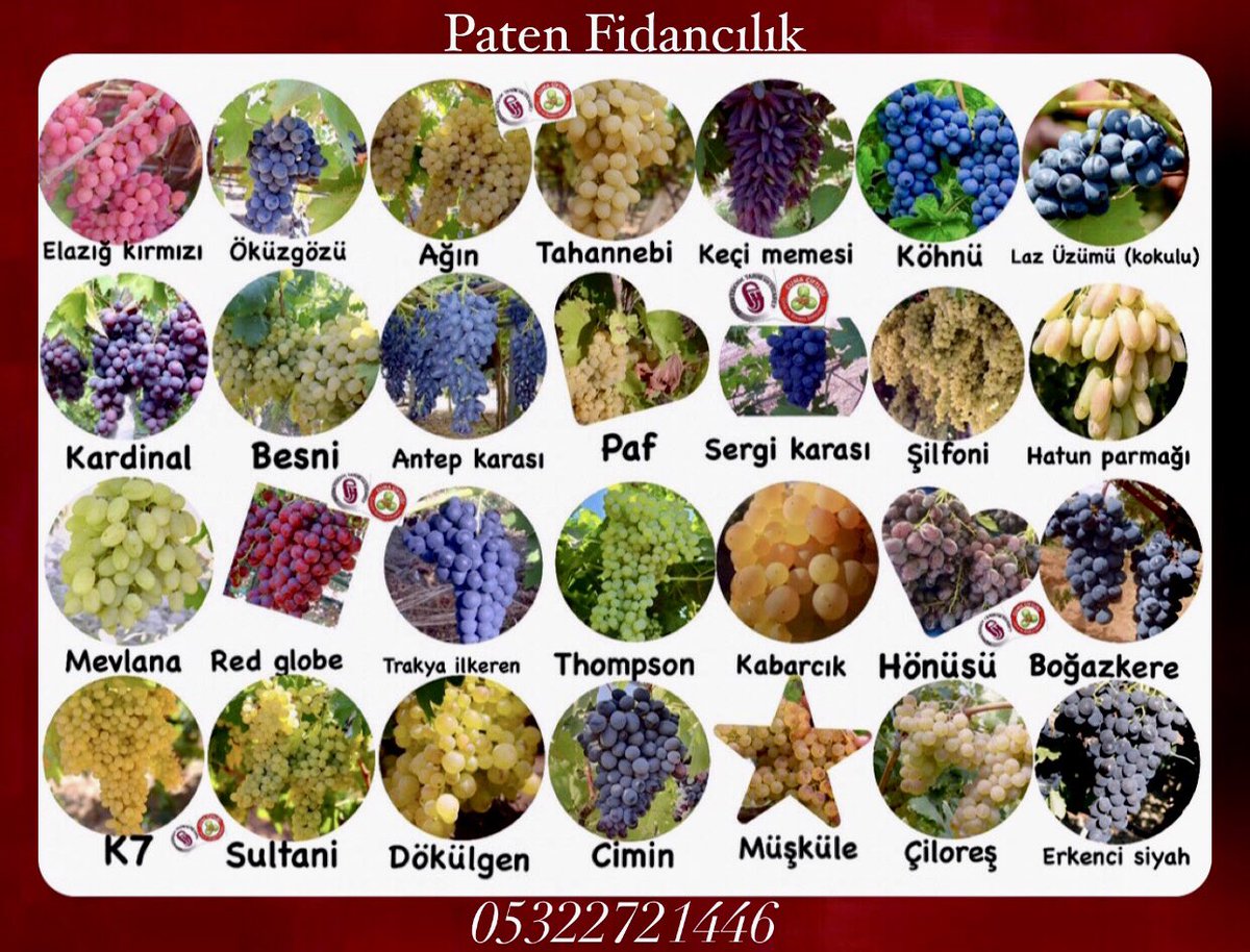 patenfidancilik's tweet photo. 🍇 Üzüm Fidanları :30 TL 
🍇 Watsapp &amp; Tel Sipariş : +90 (532) 272 14 46
🍇Tüm illere kapıda ödemeli , anlaşmalı kargo imkanı
🍇 Aşılı-Sertifikalı ceviz-badem-meyve ve üzüm Fidanları 
#üzümfidanı #elazığfidancılık #lazüzümü #kokuluüzüm
🍇 Reel satış :Yeni SGK binası arkası/Elazığ https://t.co/ACp52dJCHD