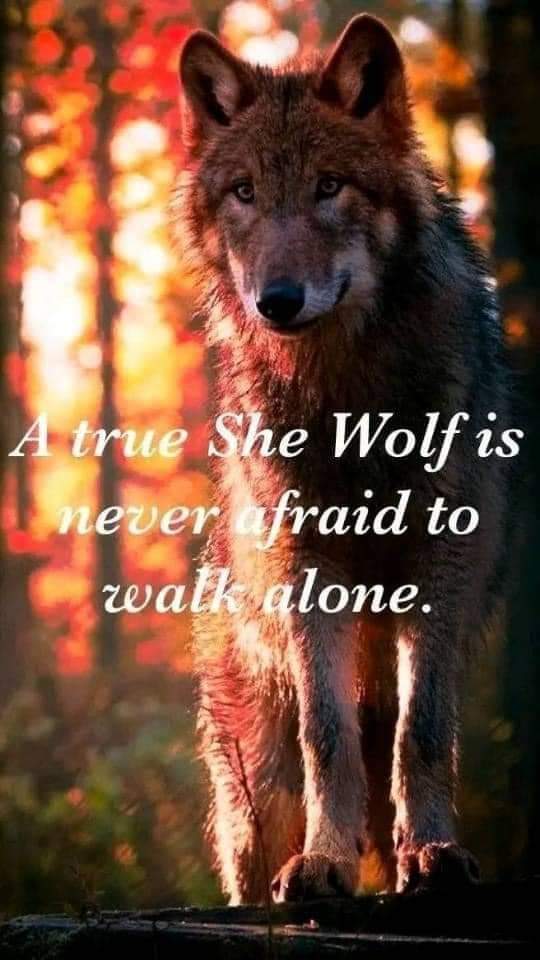 natives_wolf's tweet photo. #wolf #wolves #Wolverine #wolfwren #Wolfpack #wolflovers #FridayFeeling #fridaymorning #FridayVibes #FursuitFriday #NoAmericans #BestBuy #BuyNothingDay #photographychallenge https://t.co/3hU9aXt3aR