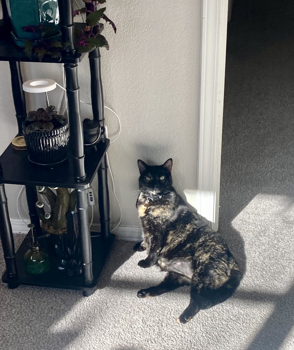 Cosplay Kitten tweet media