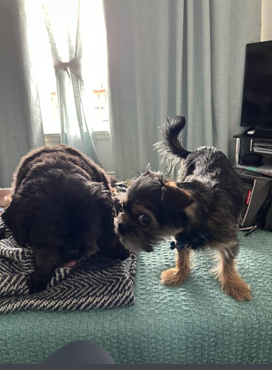 FelixthePugzu's tweet photo. Lionel: Hey Lunes....  Guess what!
Luna Loo: Yeah, what?
.
.
.
Lionel: CHICKEN BUTT!  BOL!!!
Luna Loo: (facepaw 🤦🏿‍♀️) 

#LionelsWeirdJokes #LionelthePugzuwawa #LunaLooPugzu #eyeroll https://t.co/MccyuSJ8ei