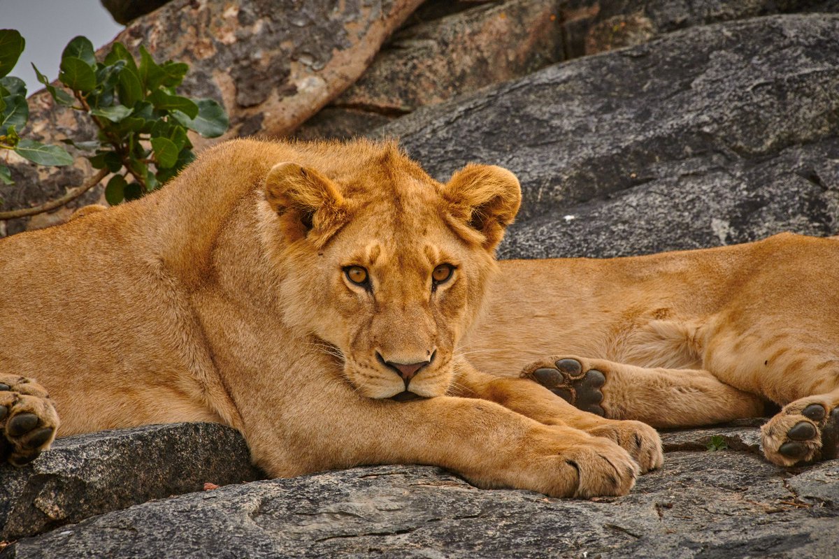 bownaankamal's tweet photo. Sweet icy eyes| Sub-Adult from Namiri Plains | Serengeti | Tanzania
.
.
#lions #africanlion #mammal #serengeti #bownaankamal #earthlovers #serengetinationalpark #jawsafrica #celebrateafrica #lionsofafrica #natgeocreative #planetearth #lion #lioness #bbcwildlifemagazine #iamnikon #destinationwild #tanzania #animalpolis #natgeomagazine #endangeredanimals #discoveringtanzania