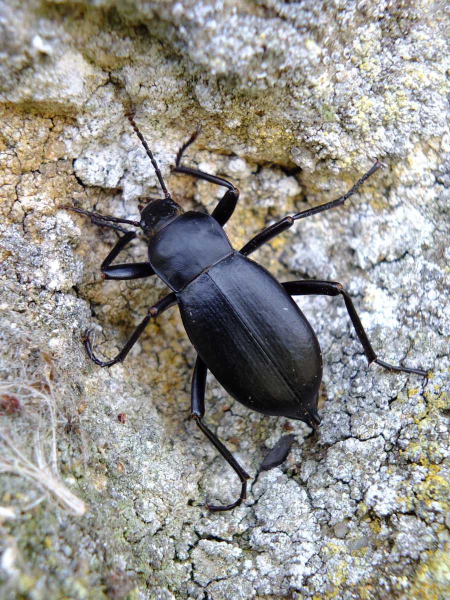 Overjoyed to see Churchyard Beetle (Blaps mucronata) scurrying around in the dark.. These big beasts love to feed on crumbs fallen through the floorboards but unfortunately now rare in the UK. Submitted one to be sequenced @darwintreelife @GenomeWytham earlier this year @ColSocBI