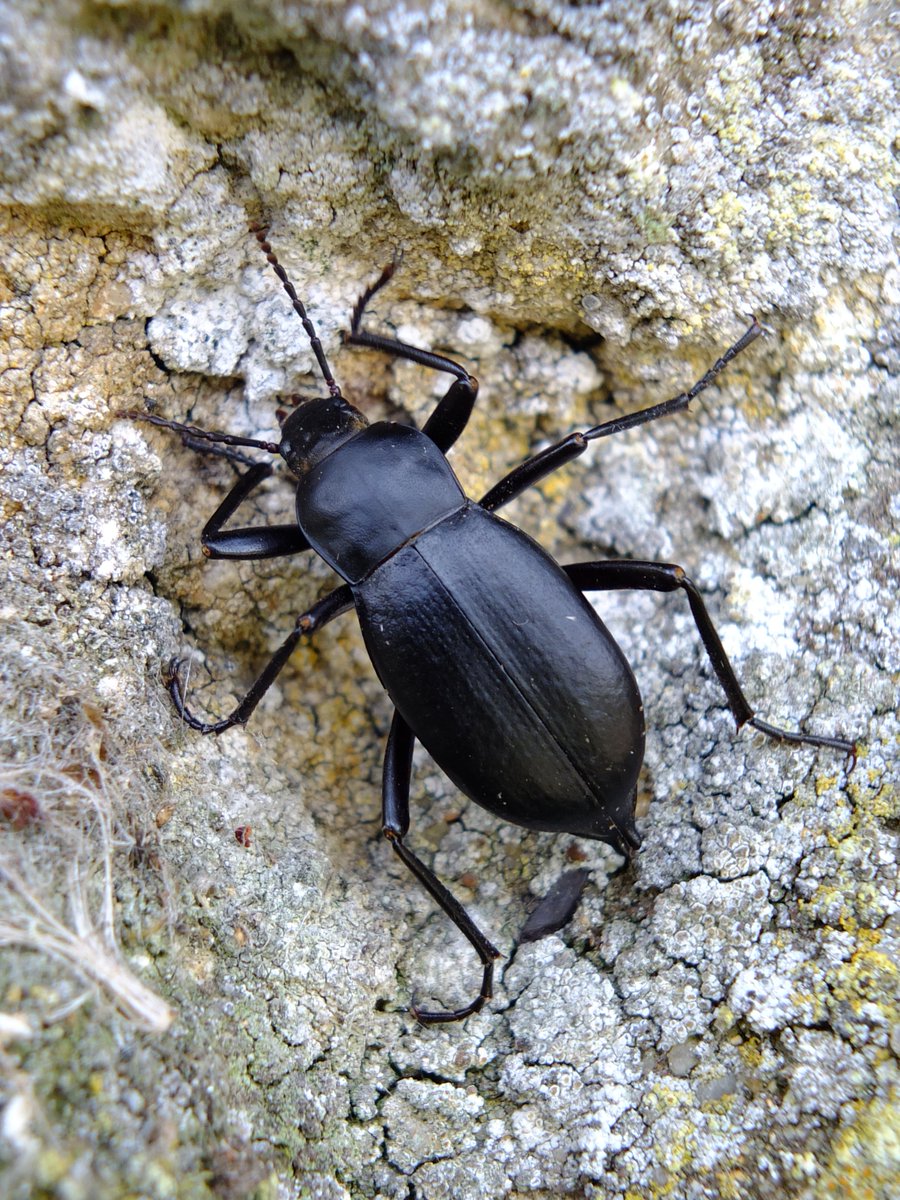Tom Atkins (@miniwildlife) on Twitter photo Overjoyed to see Churchyard Beetle (Blaps mucronata) scurrying around in the dark..
These big beasts love to feed on crumbs fallen through the floorboards but unfortunately now rare in the UK.
Submitted one to be sequenced <a href="/darwintreelife/">Darwin Tree of Life</a> <a href="/GenomeWytham/">Wytham Genome Project</a> earlier this year
<a href="/ColSocBI/">Coleopterists Society of Britain and Ireland</a> Overjoyed to see Churchyard Beetle (Blaps mucronata) scurrying around in the dark..
These big beasts love to feed on crumbs fallen through the floorboards but unfortunately now rare in the UK.
Submitted one to be sequenced <a href="/darwintreelife/">Darwin Tree of Life</a> <a href="/GenomeWytham/">Wytham Genome Project</a> earlier this year
<a href="/ColSocBI/">Coleopterists Society of Britain and Ireland</a>