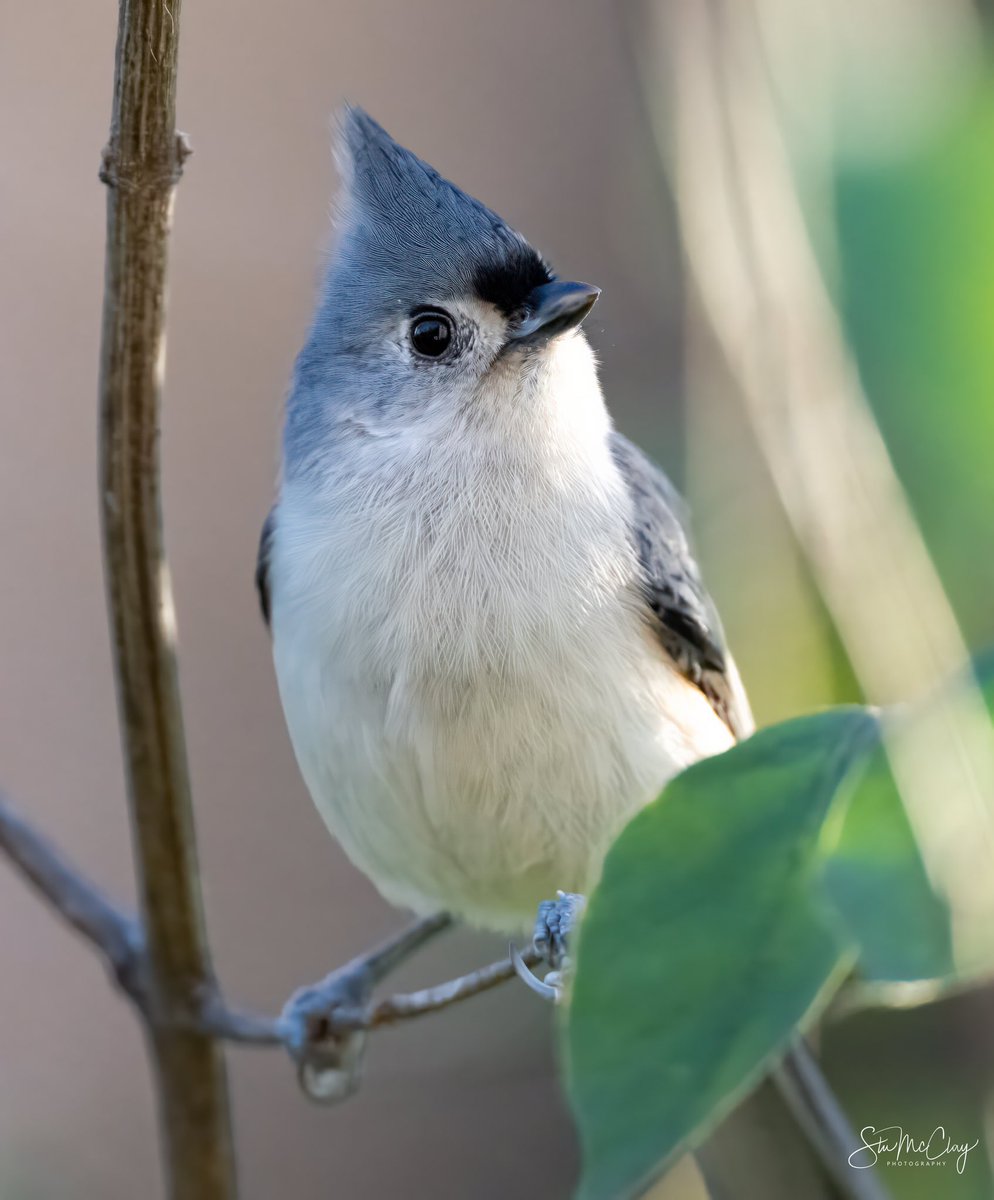 Tufted Titmouse.