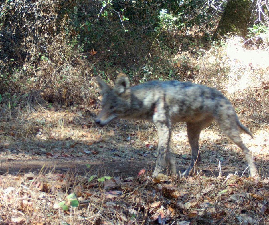 MidpenOpenSpace's tweet photo. A coyote with a severe case of mange was recently spotted on wildlife cameras at Rancho San Antonio Open Space Preserve. This is one of several observations of wildlife showing potential signs of rodenticide poisoning in Midpen preserves over the past year.

Learn more about rodenticides and what you can do to help keep wildlife healthy at https://t.co/b2iYsgF9dN and help us spread the word by sharing with friends and family!