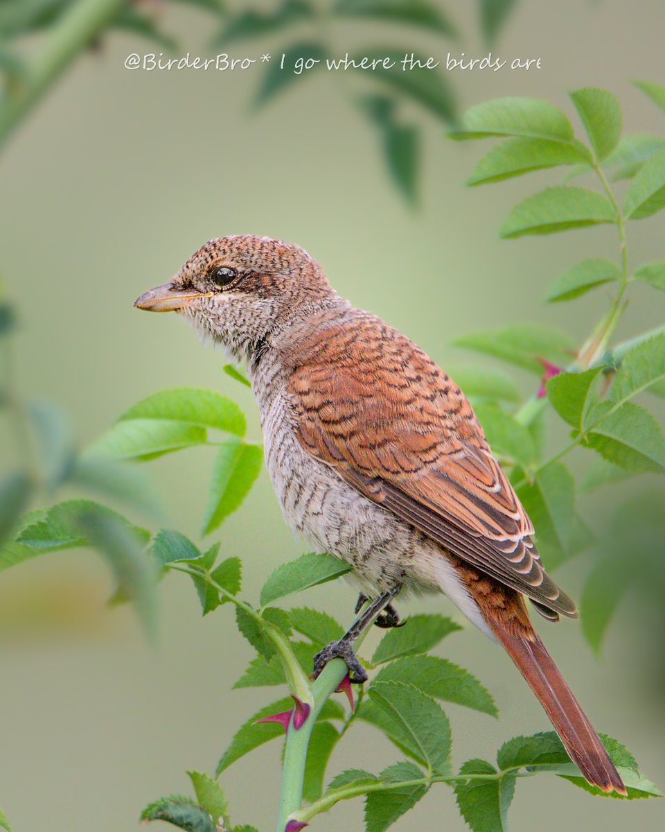 Let's make a🌈thread❣️Shine #colour into the 🌎& drop ur📸s of #animals w/ #Colors in their name in comments👇
🔴RED-backed Shrike (juv) to kick it off😍:
~~~
#birdphotography #wildlifephotography #NaturePhotography #ColourChallenge #ColourYourWorld #BBCWildlifePOTD #ThePhotoHour