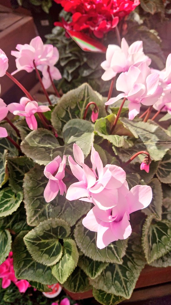 おはようございます😊🌸
令和5年11月25日(土)
福岡は☀☁6℃/14℃

シクラメンの季節になりましたね🌸毎年何故か買ってしまう
別名｢篝火花(かがり火花)｣
明治時代に日本へ入ってきたとき、牧野富太郎が名付けたそうです。玄関先が明るくなりますね😊🌸
今日も無事で穏やかな一日になりますように🌸🌿