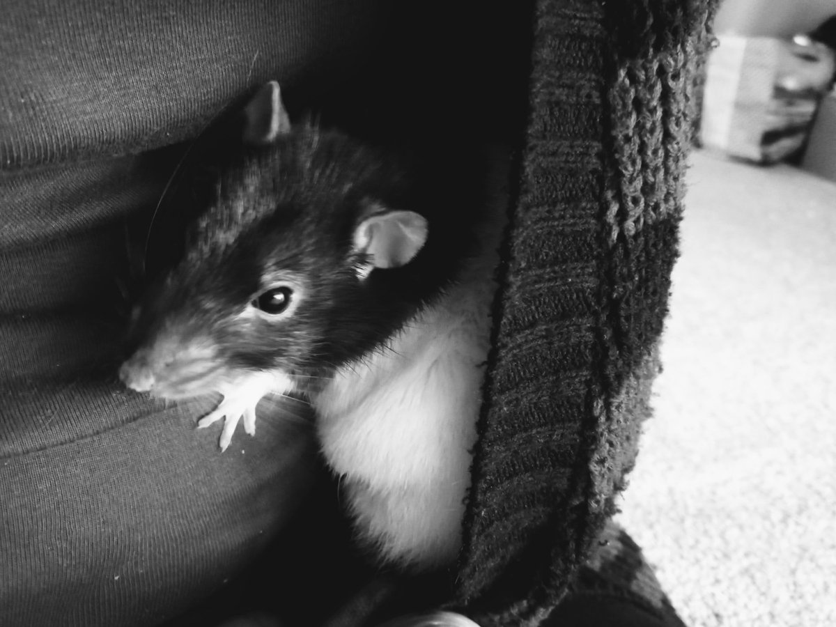 A picture from your gallery but black &amp; white
here's Bubz in he favorite place, my carbigan