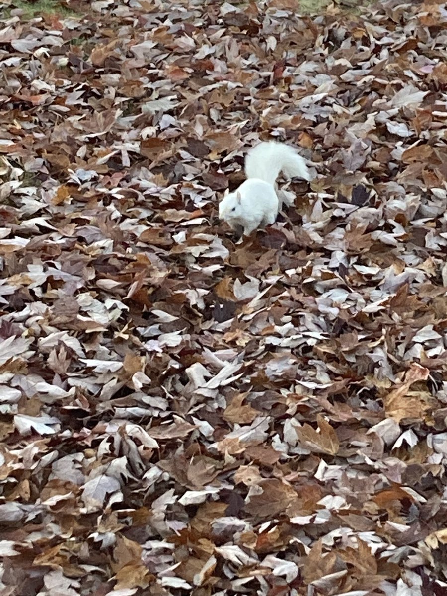 White Squirrel tweet media