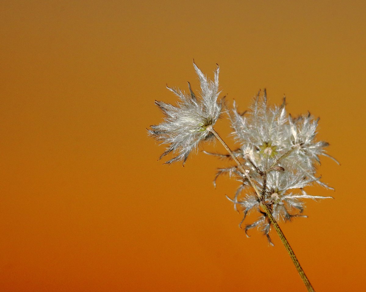 Clematis fluff at sunset #stormhour #sunset #photography #matlock #canon750d