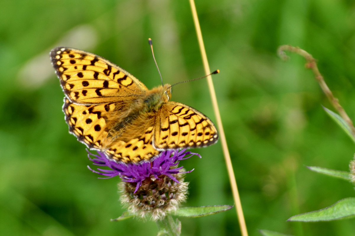 BC_Riverside's tweet photo. If you care about #nature in our area, please make sure that your voice is heard by taking part in this consultation:
https://t.co/LAH8UBM6mP
#LocalNatureRecoveryStrategy https://t.co/jwpMkeQcMW