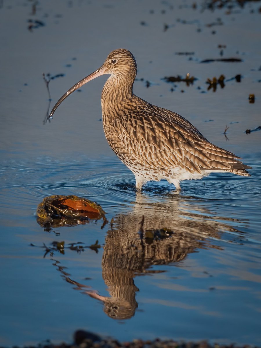 BC_Riverside's tweet photo. If you care about #nature in our area, please make sure that your voice is heard by taking part in this consultation:
https://t.co/LAH8UBM6mP
#LocalNatureRecoveryStrategy https://t.co/jwpMkeQcMW