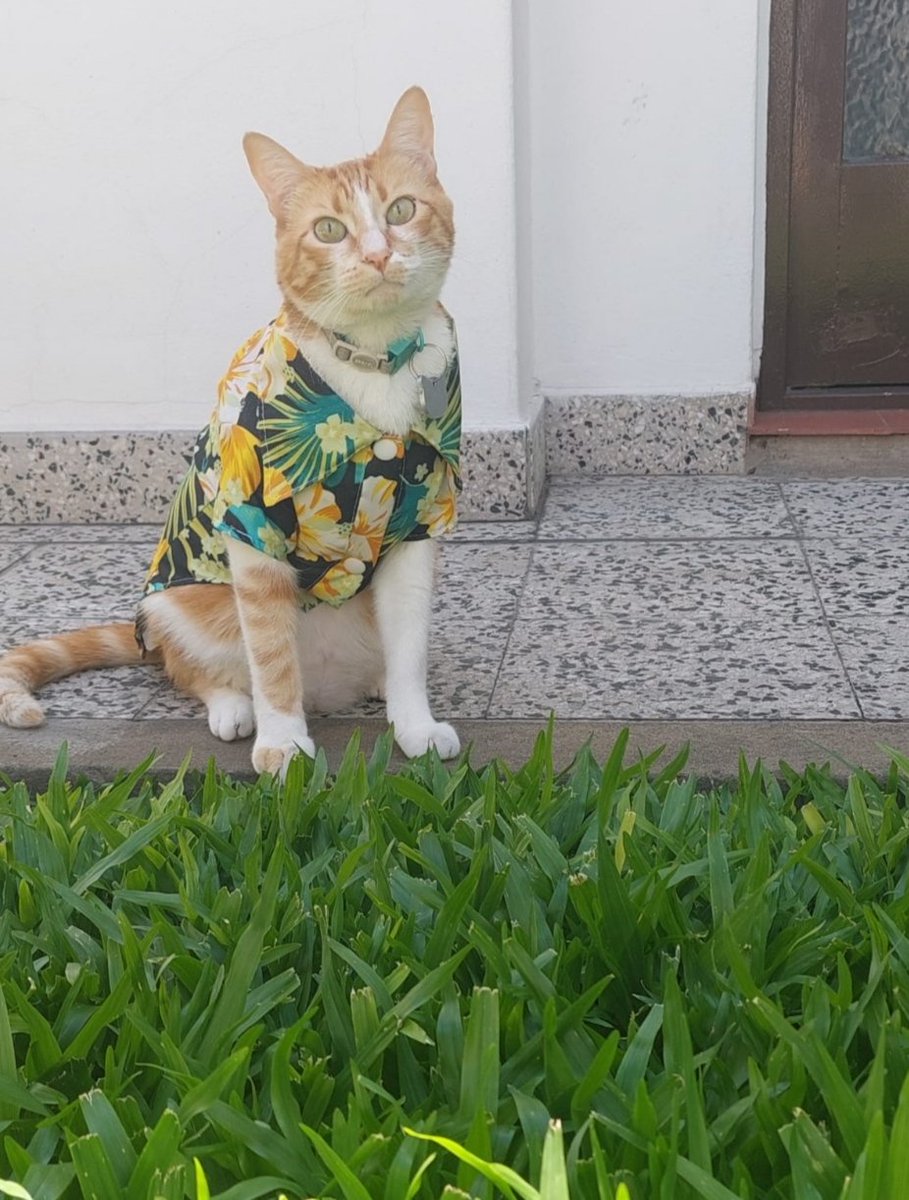 When la Karen te compra una camisa 😻