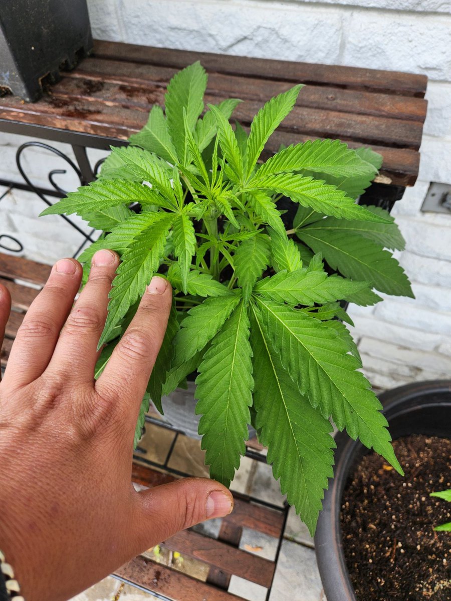 CBRNOIR's tweet photo. I know for a fact that bassists love @m00m_w0rld #PhilLynott #ThinLizzy
@RR_Innovator and I found some common ground today. They say the #cannibus is a deeper shade of green on the Emerald Isle. โค๏ธ๐ฎ๐ช #GotWeed #RuthlessRiches @Cryptoscallywag
https://t.co/1cDVTjBbQH https://t.co/gSyrdK7dJb