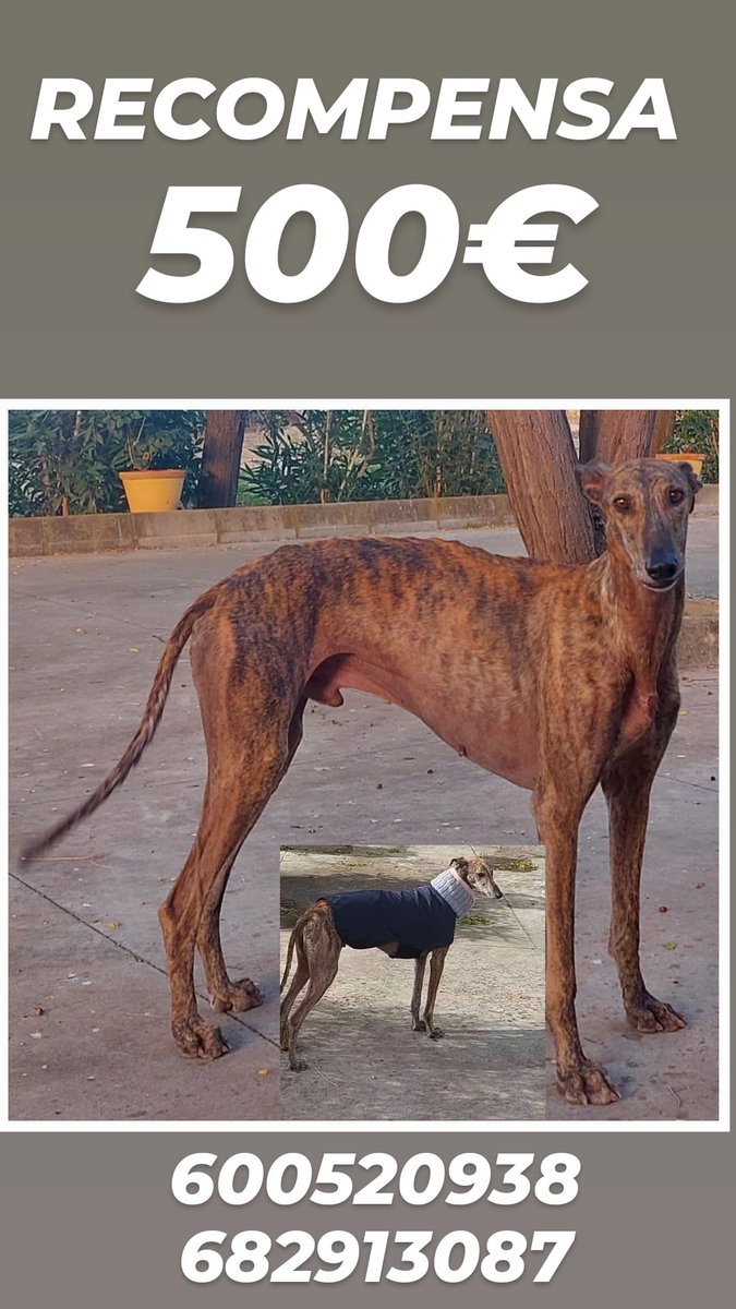 Ayuda a esta familia, se ha perdido por las inmediaciones de Brenes. Entre las urbanizaciones de la Celada y el Corzo, pero puede haberse ido más lejos. Comparte 👍🏼 #galgoperdido