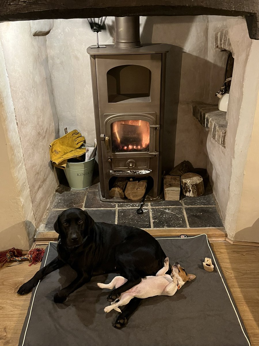 S_Dwerryhouse's tweet image. Yoga is exhausting 😆😍 #puppypower #downwarddog