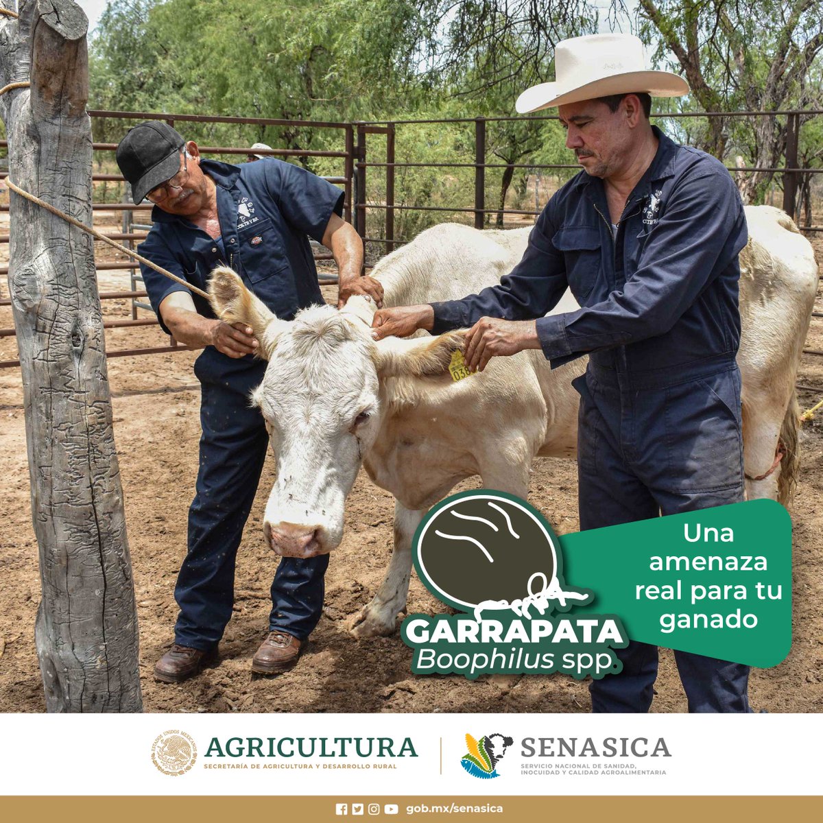 SENASICA's tweet photo. 👨🔬🦠 ¡La ciencia contra las garrapatas! El Senasica lidera una campaña nacional para controlar la Boophilus spp. y erradicar a estos parásitos, para evitar que dañe a la producción ganadera nacional. 🇲🇽🔬 ¡Juntos podemos proteger a nuestro ganado! 🐄💪 #SenasicaContraGarrapatas https://t.co/zh8FUV1yBI