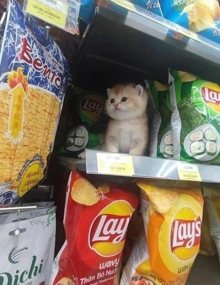 contents that ll heal your depression 🌻 (@catshealdeprsn) on Twitter photo 