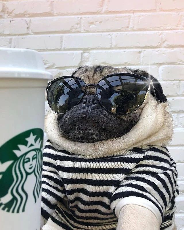 pugclub1's tweet photo. โค๏ธ Tag your friends โค๏ธ
Follow ๐ @pugclub1 for more content๐๐ผ๐ฅฐ
#pugproblems #worldofcutepugs #pugdog #pugdaily #pugstyle #blackpug #puggod #pugbasement #pugpuppies #pugmob #pugsarethebest #lovemypug #pugshirt #pugpup #pugsloversclub https://t.co/dtWROajttU