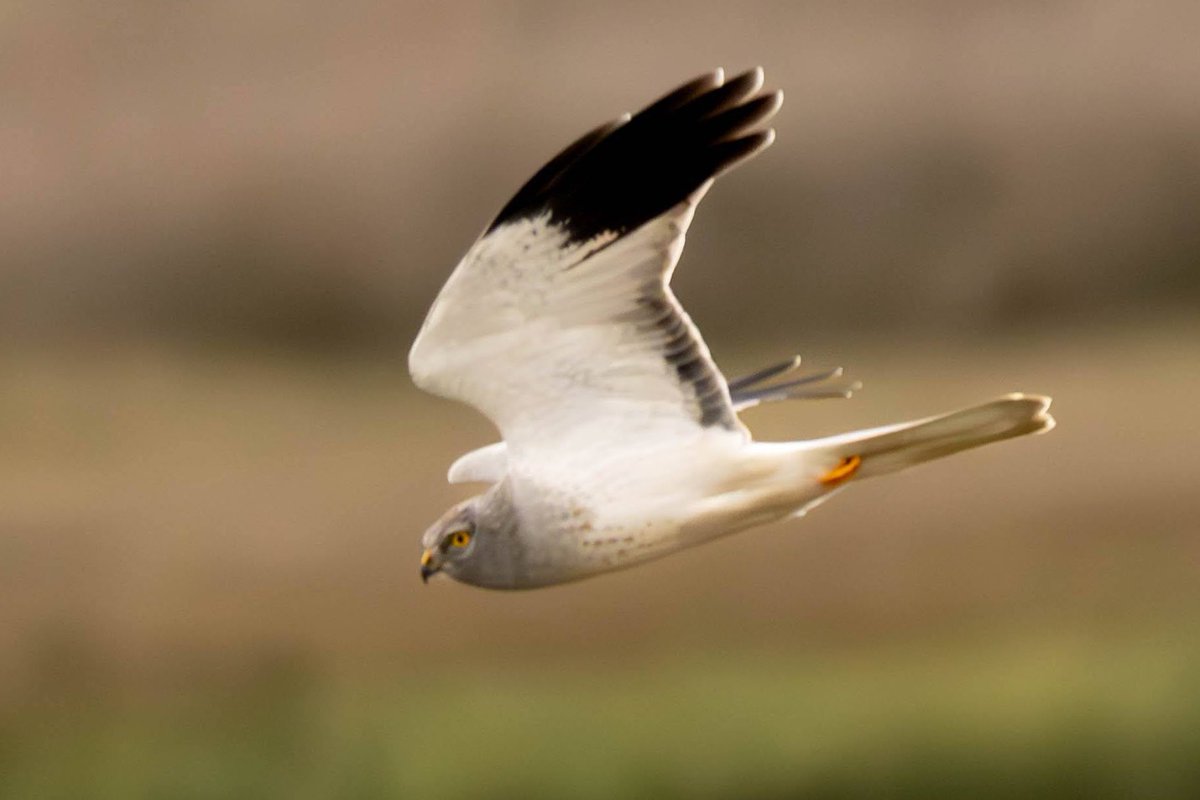 Beyond thrilled to see my first ever male hen harrier today in Dorset - what a stunning bird! It was great to meet you @pjdavies62 and Chris