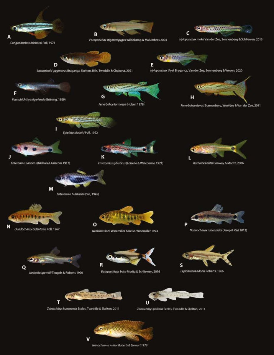 A fascinating research paper on the miniature #freshwater fishes of Africa. Osteology and redescription of the miniature #lampeye species of #𝐶𝑜𝑛𝑔𝑜𝑝𝑎𝑛𝑐ℎ𝑎𝑥 Poll, 1971 with an overview of miniature African freshwater #fishes.
🔓 bit.ly/3RgRvSd