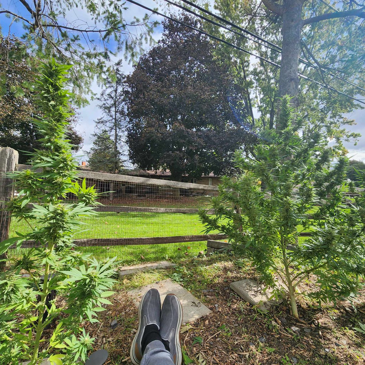 CBRNOIR's tweet photo. @RR_Innovator @m00m_w0rld @Cryptoscallywag Dude, I spell #cannabis wrong constantly! I'm going back to calling it either #weed or #jazzcabbage ๐
I miss these warm days already. ๐ฅถ #GotWeed https://t.co/9EtafsKfLz