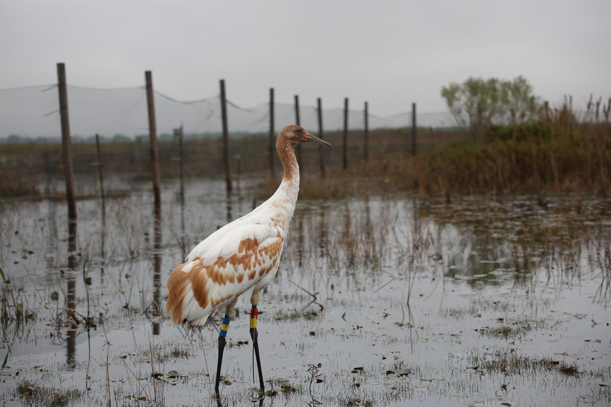 The Louisiana Wildlife and Fisheries Foundation is accepting submissions for its Whooping Crane Art Show and Contest for K-12 students in EBR Parish. For more information, go to lawff.org/whoopingcranes…… or email LAWFF at artshow@lawff.org. youtube.com/watch?v=J8mn_m……...
