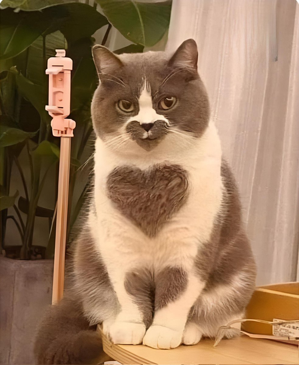 Egyptianmemees's tweet image. وأنا أحاول أخفي مشاعري بس كل شيء واضح