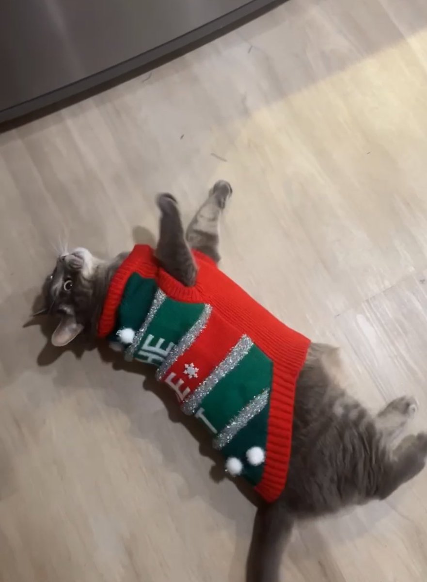 madirob12's tweet photo. My cat is gaining attention on tiktok cause of his hatred of his Christmas sweater …. So plz enjoy #catsinsweaters #UglyChristmasSweater #grumpycat https://t.co/B7st1prje3