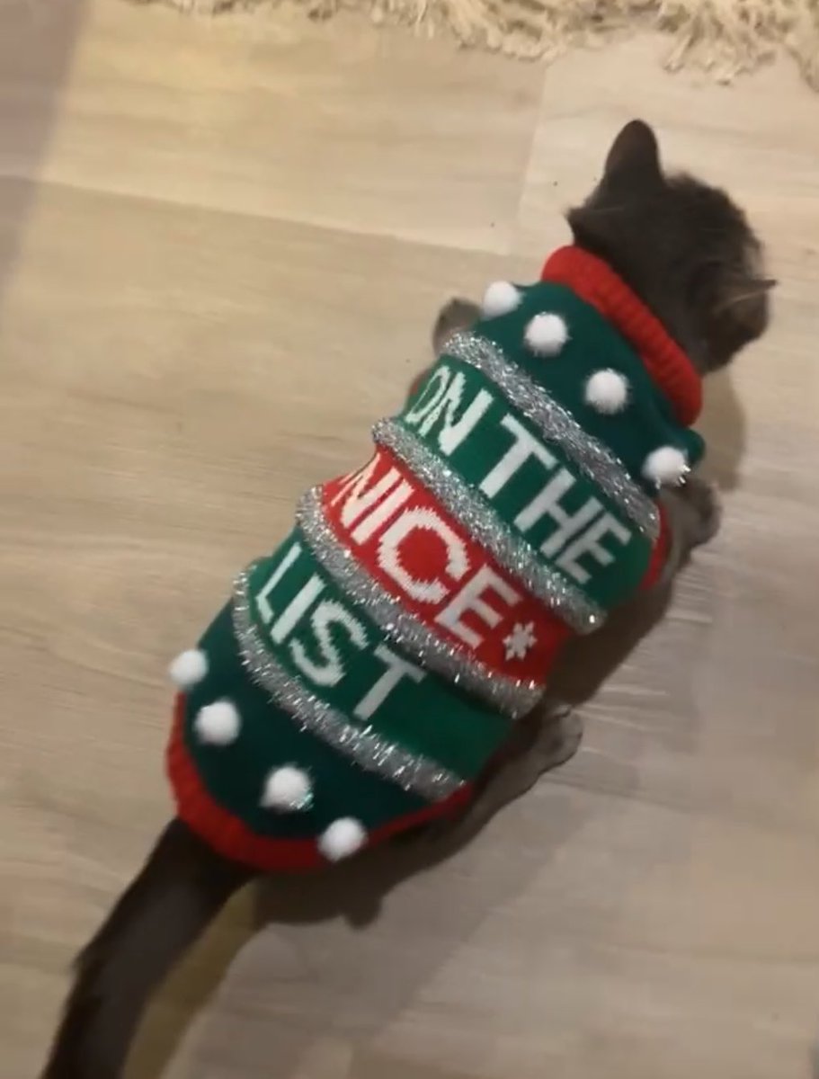 madirob12's tweet photo. My cat is gaining attention on tiktok cause of his hatred of his Christmas sweater …. So plz enjoy #catsinsweaters #UglyChristmasSweater #grumpycat https://t.co/B7st1prje3
