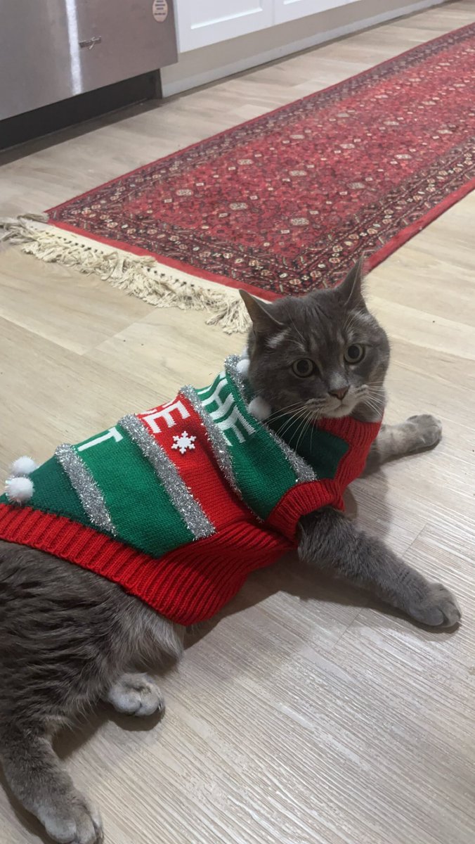 madirob12's tweet photo. My cat is gaining attention on tiktok cause of his hatred of his Christmas sweater …. So plz enjoy #catsinsweaters #UglyChristmasSweater #grumpycat https://t.co/B7st1prje3
