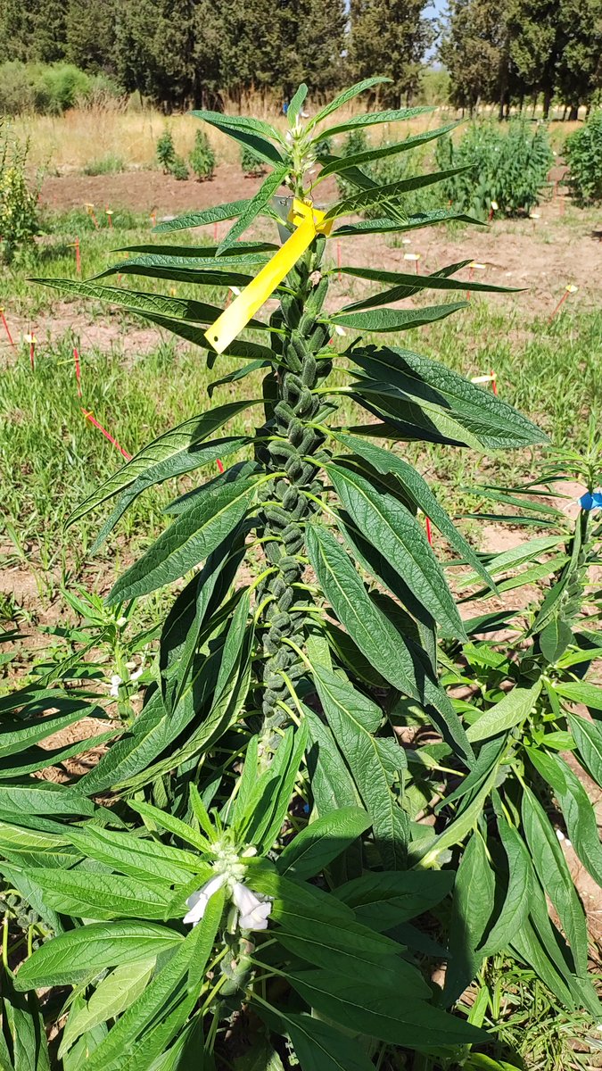 DiegoRubiales_'s tweet image. Monthly #underutilized crop cooking party  at @IAS_CSIC @PDResistLab @eu_radiant 
This time #sesame