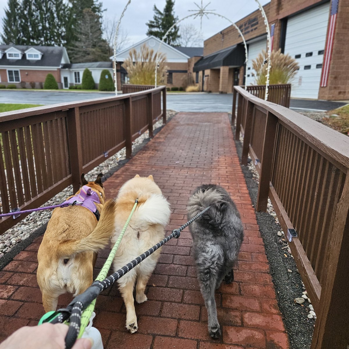 My frens wanted to participate in #fluffybuttfriday 🐶 Dey has more fluffy den me!🤭🤭
#Friyay #fluffbuttfriday #BlackFriday #WeekendVibes #DogsOfX