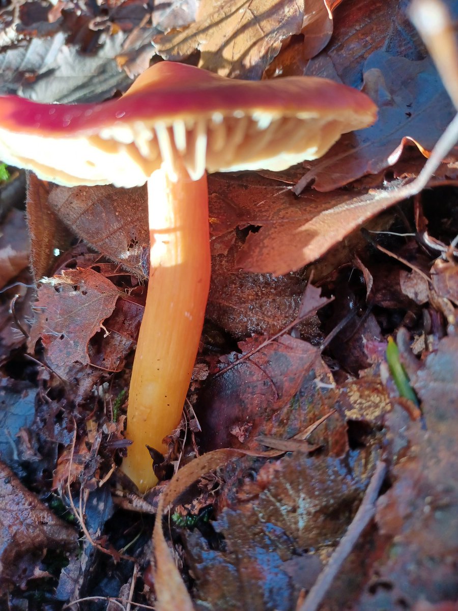 #FungiFriday Deep red conical cap, stipe orangey red, lighter at base, gills yellow. Found at Gait Barrows reserve N. Lancs. Could these be Crimson Waxcaps (Hygrocybe punicea)? @ray_rambling Any thoughts please?
