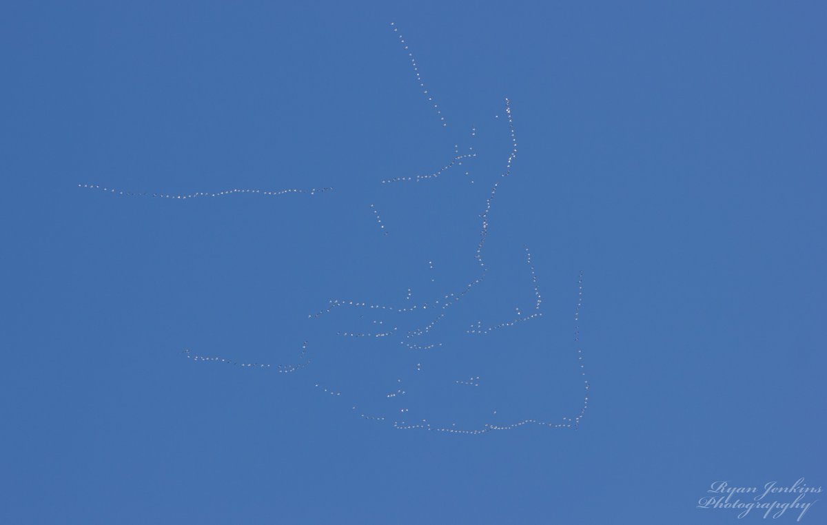 RyanJenkins312's tweet photo. @OKWildlifeDept here is some photos I took today of the pelicans that were migrating across our state. https://t.co/keYgCHrD01