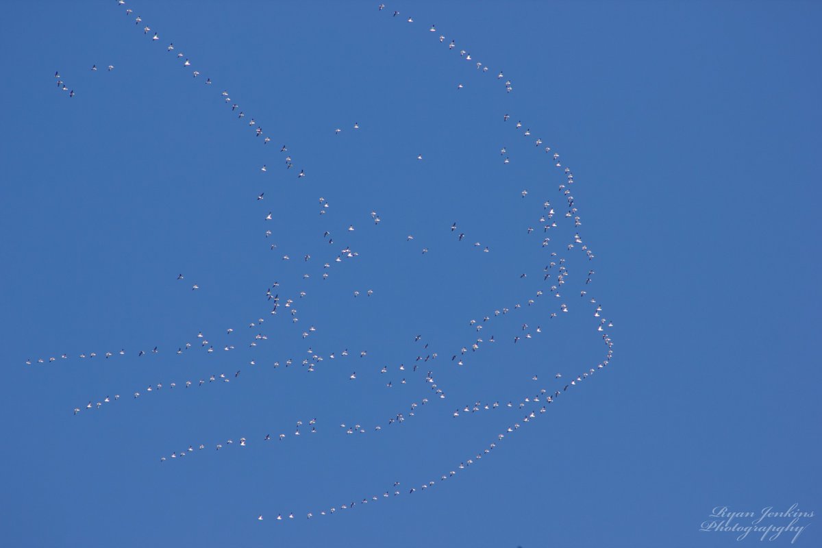 RyanJenkins312's tweet photo. @OKWildlifeDept here is some photos I took today of the pelicans that were migrating across our state. https://t.co/keYgCHrD01