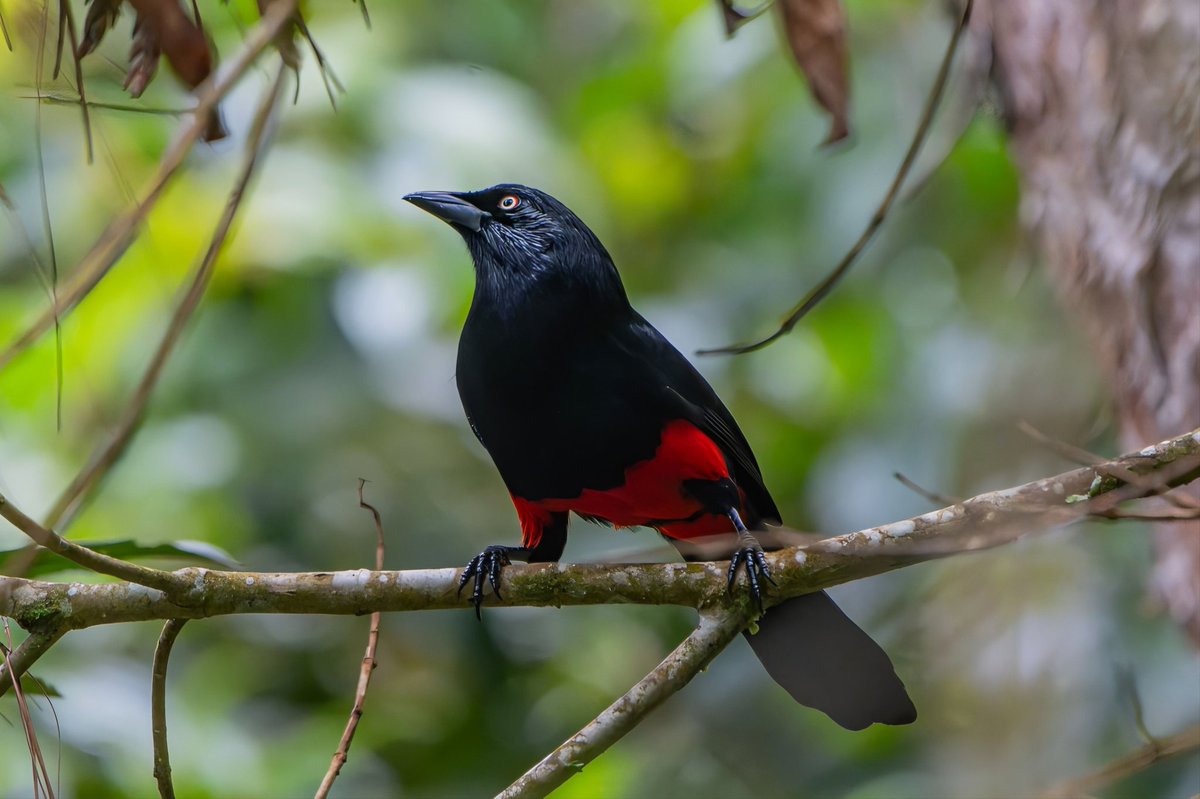 cellbat's tweet image. Cacique candela 
hypopyrrhus pyrohypogaster
#avesdebuenaguero
#blackbird
#Bird